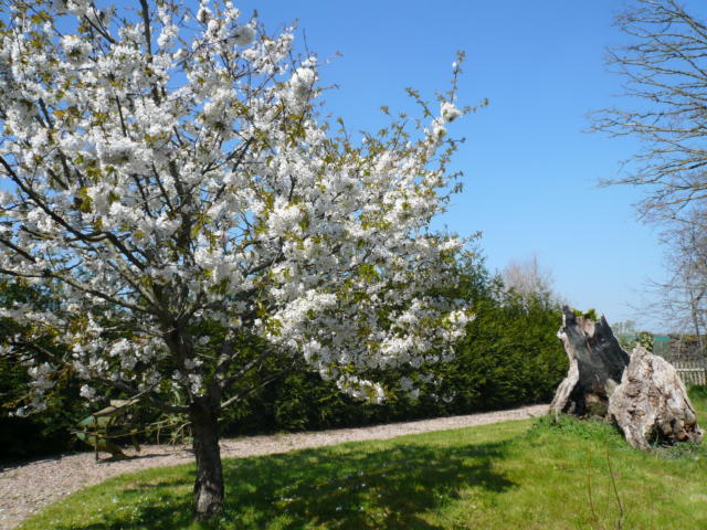Fiori di ciliegio nel giardino di Brocéliande