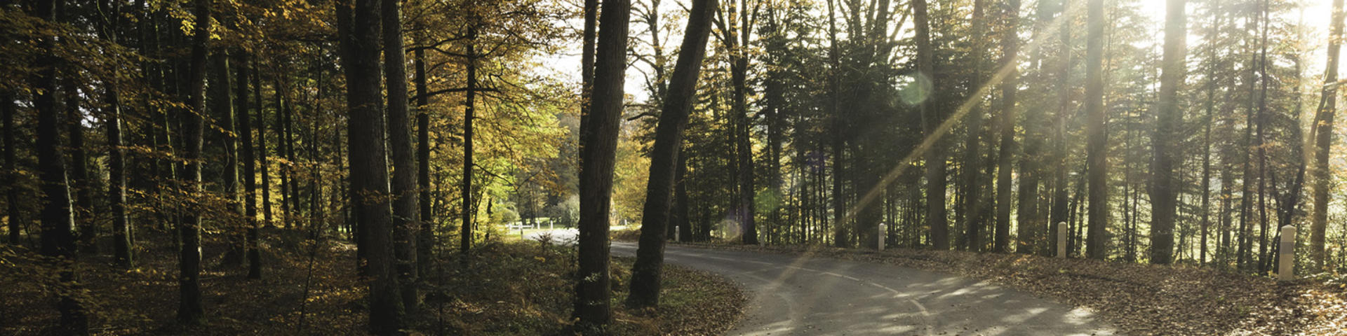Carretera forestal de Monsieur Aventures