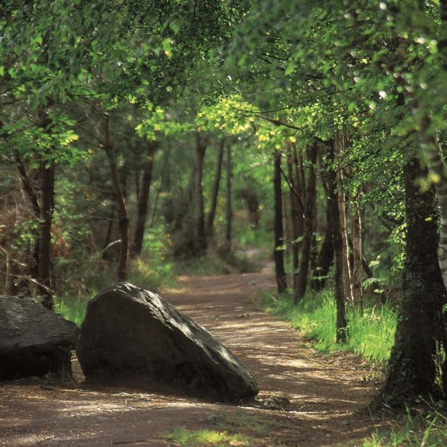 chemin forestier en forêt de Brocéliande