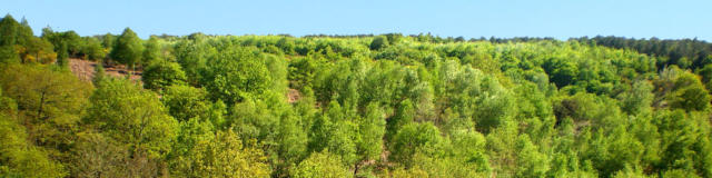 Bos van Brocéliande