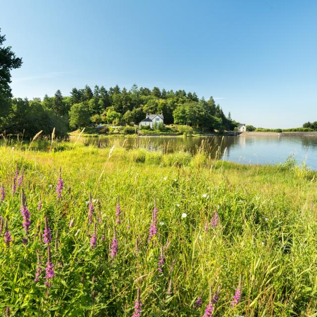 flore abondante sur les rives du lac au Duc à Ploërmel