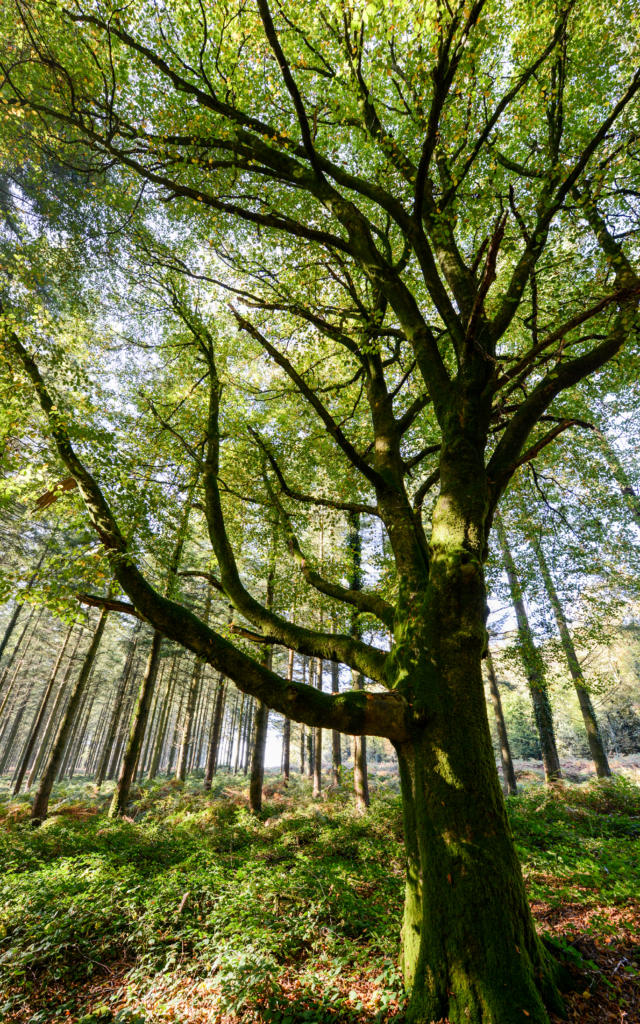 Boom in het bos van Brocéliande