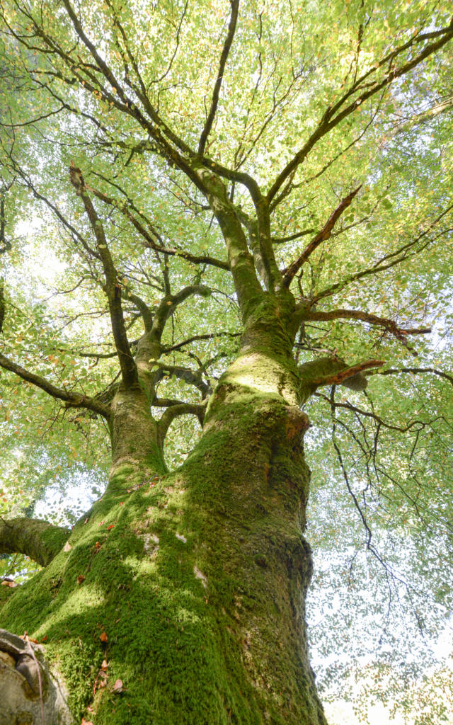 Boom in het bos van Brocéliande