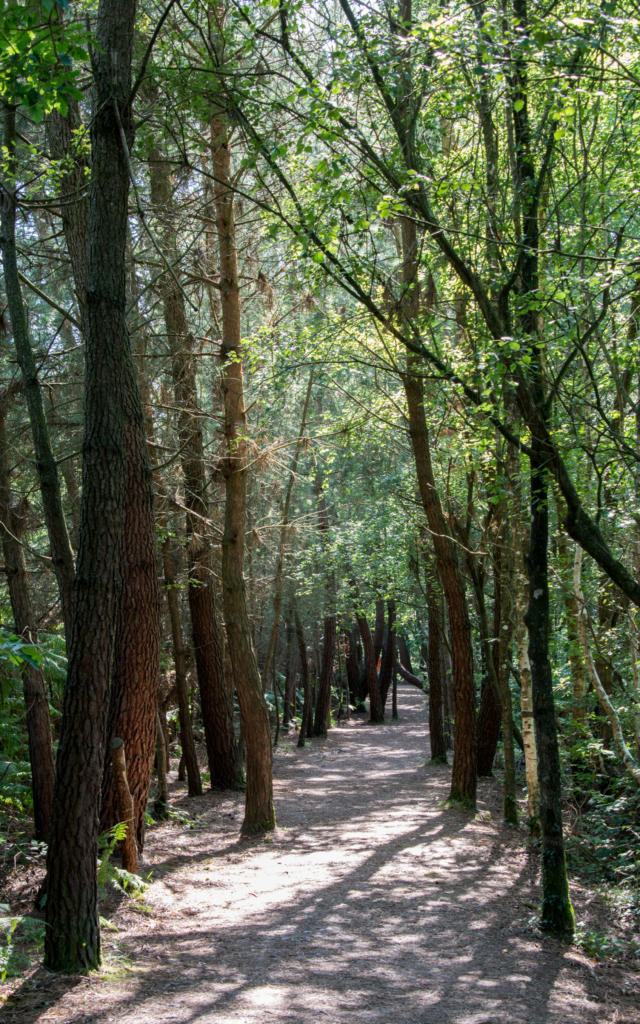 Boom in het bos van Brocéliande