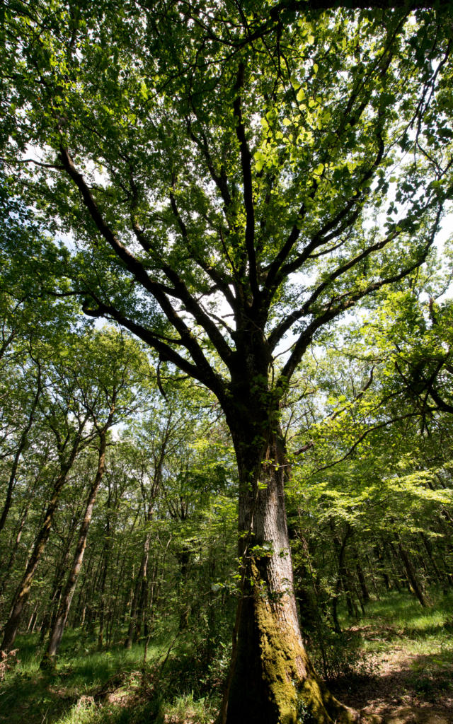 Boom in het bos van Brocéliande