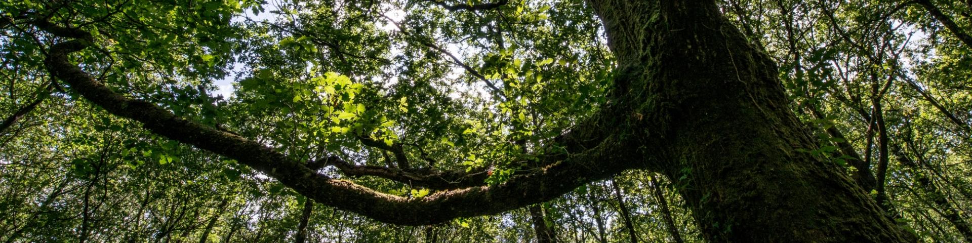 Albero nella foresta di Brocéliande