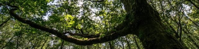 Albero nella foresta di Brocéliande