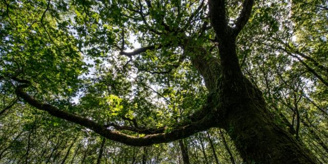 Boom in het bos van Brocéliande
