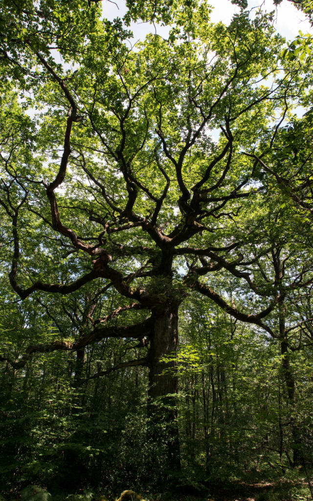 La quercia di Hindres nella foresta di Brocéliande