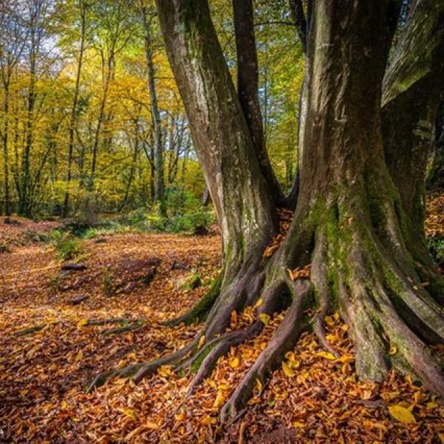 Instagram #broceliande
