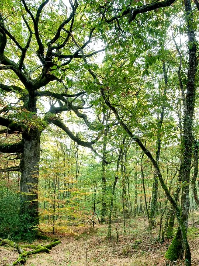 chênes des Hindrés, forêt de Paimpont