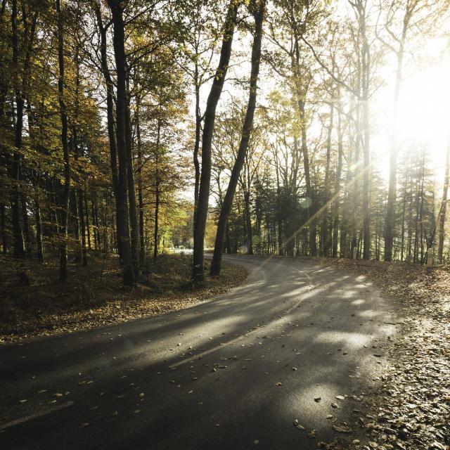 Route de forêt par Monsieur Aventures