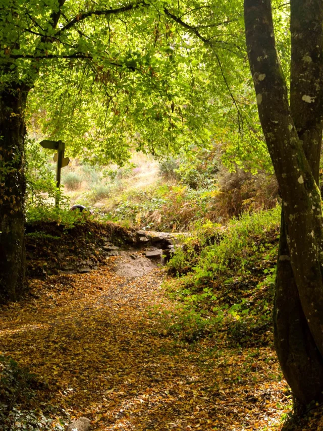 Forêt Brocéliande automne, Val sans retour