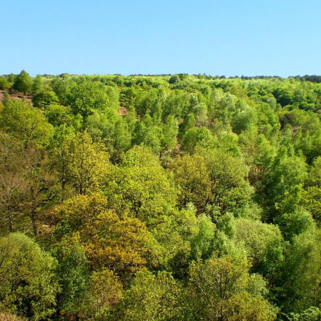 Forêt de Brocéliande