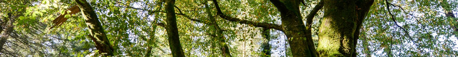 Árbol en el bosque de Brocéliande