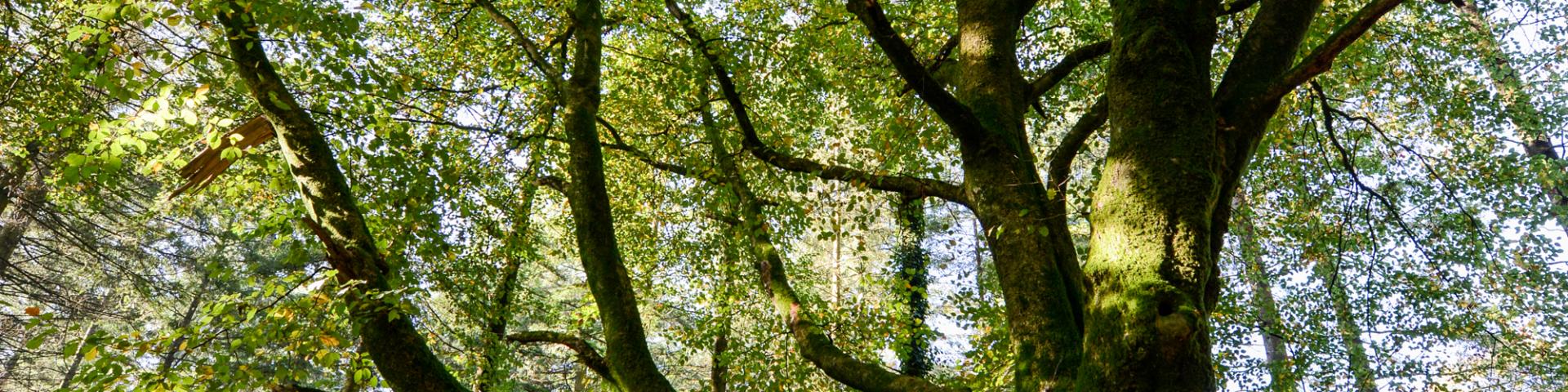 Arbre en forêt de Brocéliande