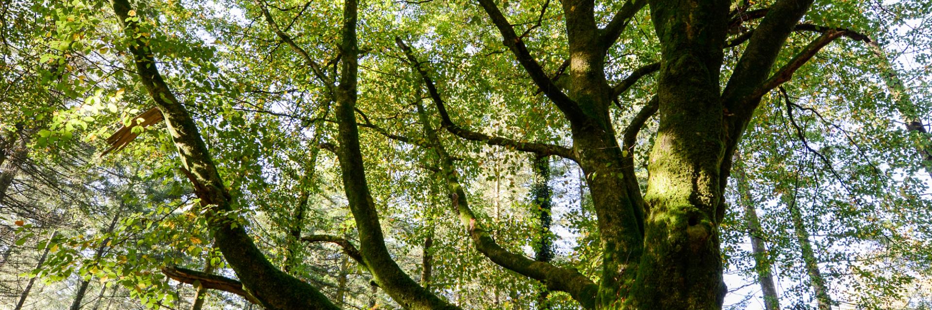 Arbre en forêt de Brocéliande