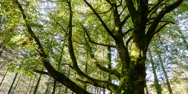 Arbre en forêt de Brocéliande