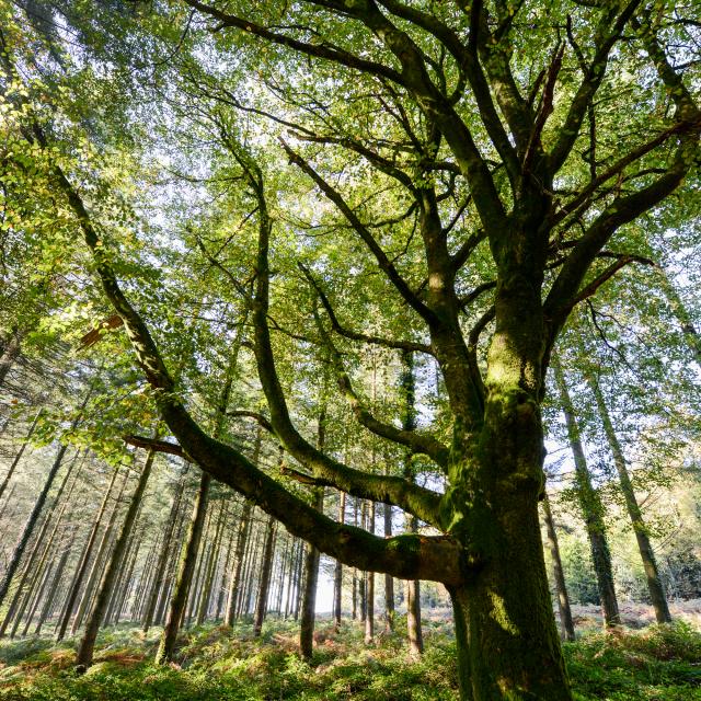 Arbre en forêt de Brocéliande