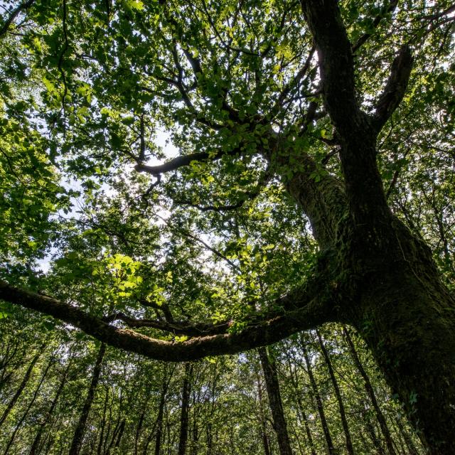 Boom in het bos van Brocéliande