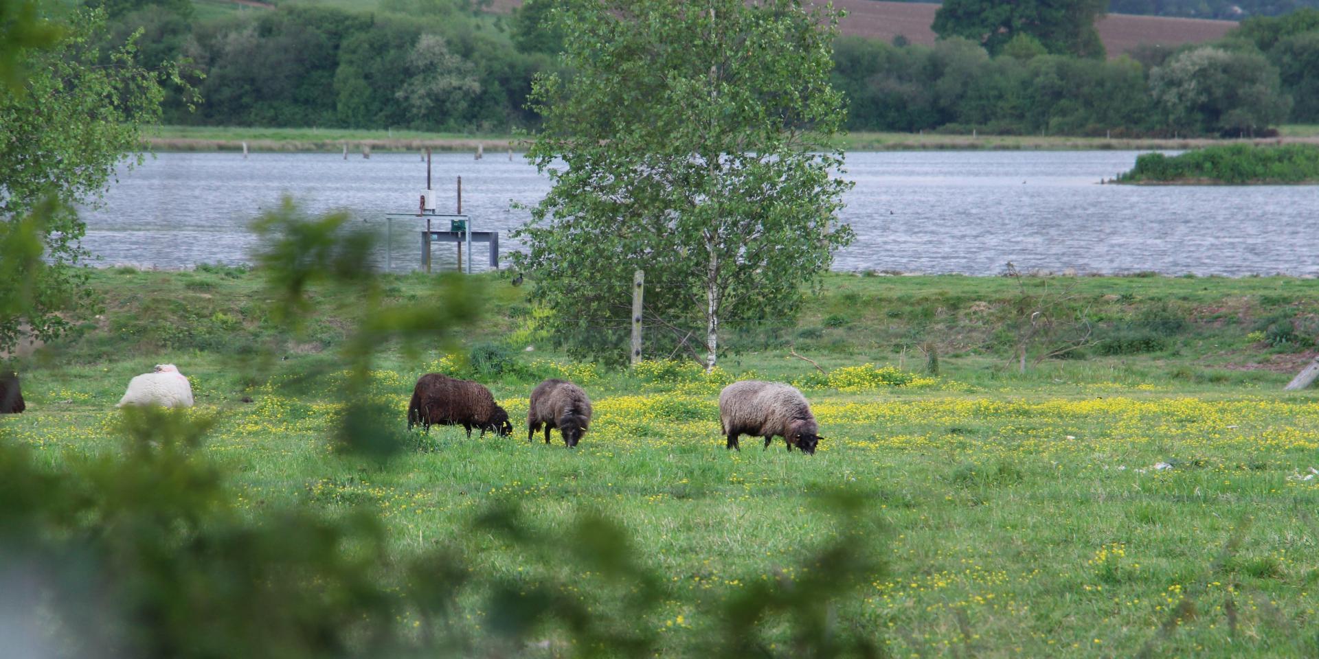 Réserve Ornithologique de Careil - moutons broutant au bord de careil