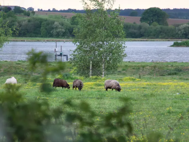Réserve Ornithologique de Careil - moutons broutant au bord de careil