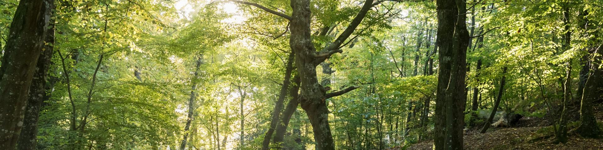een wandeling in de vallei des onheils en ontdekking van het bos van Brocéliande