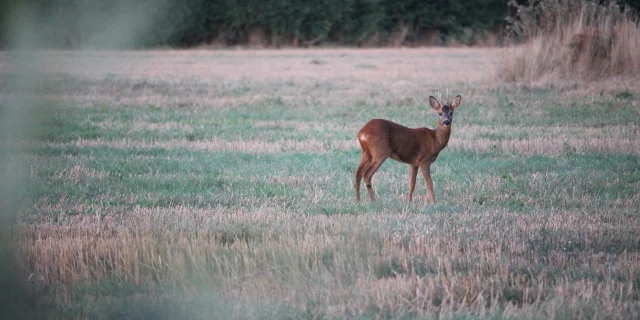 Faune sauvage au Vallon De La Chambre Au Loup
