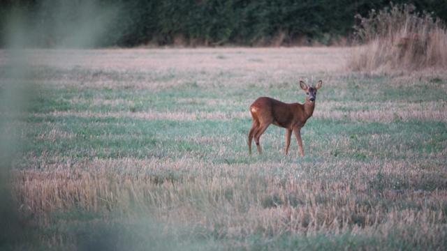 Faune sauvage au Vallon De La Chambre Au Loup
