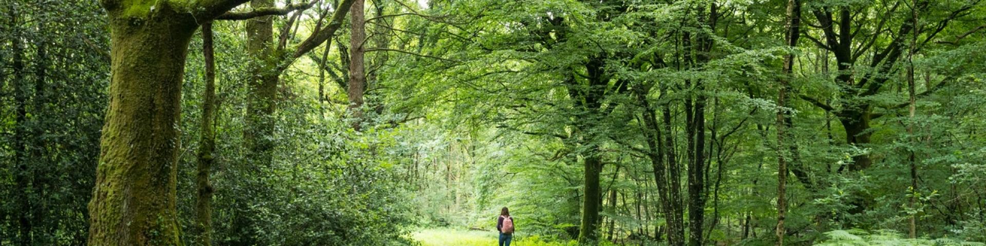 Wald von Brocéliande