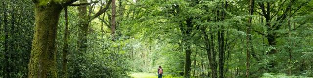 Forêt de Brocéliande