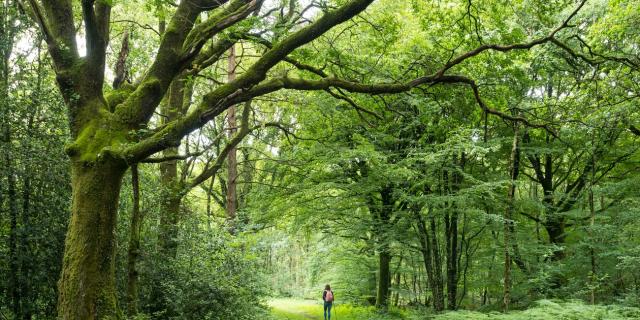 Bos van Brocéliande