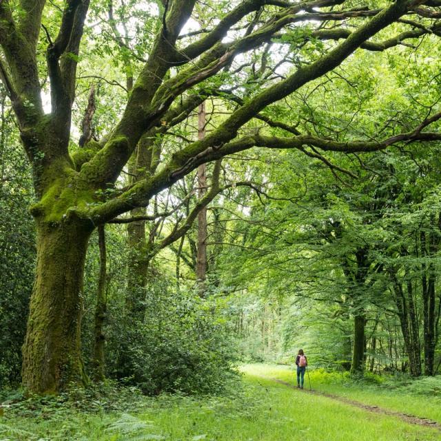 Wald von Brocéliande