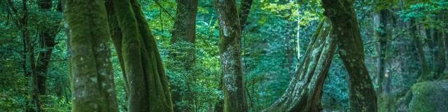 broceliande-1718e-berthier2019.jpg