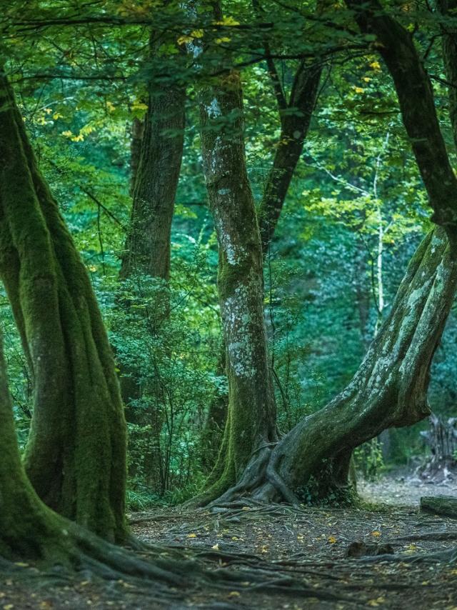 Broceliande 1718©e.berthier2019