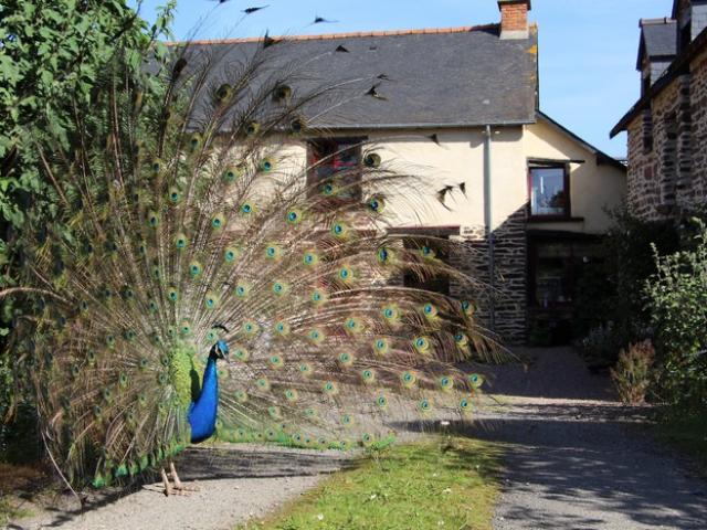 Ferienhaus étang De L'aulne in Iffendic