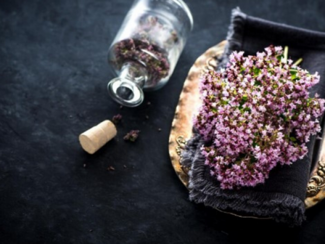 L'Hermine et l'Ajonc