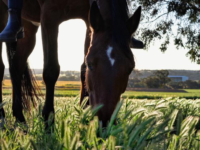 Balades A Cheval Credit Images Libres De Droit Pixabay 4