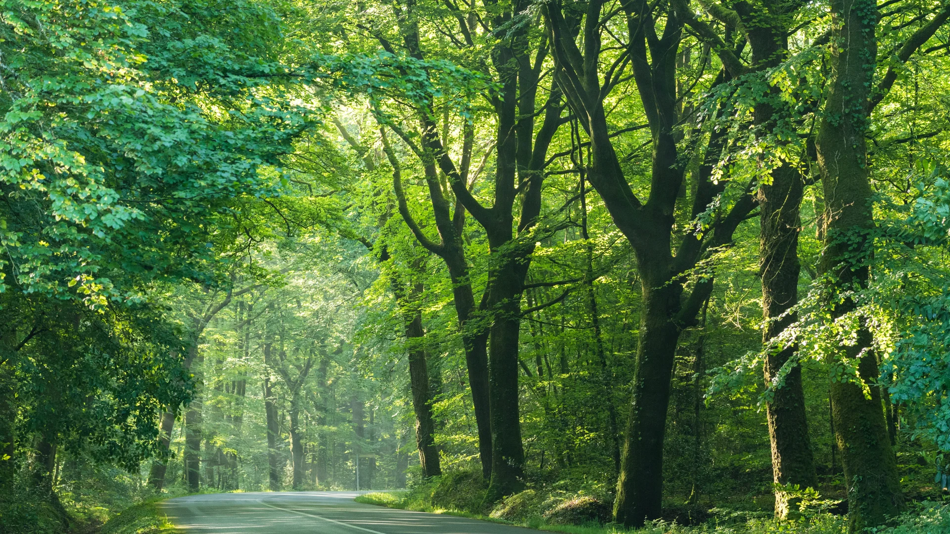 Broceliande-Foret