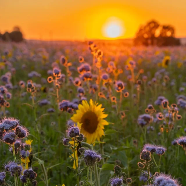 Instagram #bestemmingbroceliande