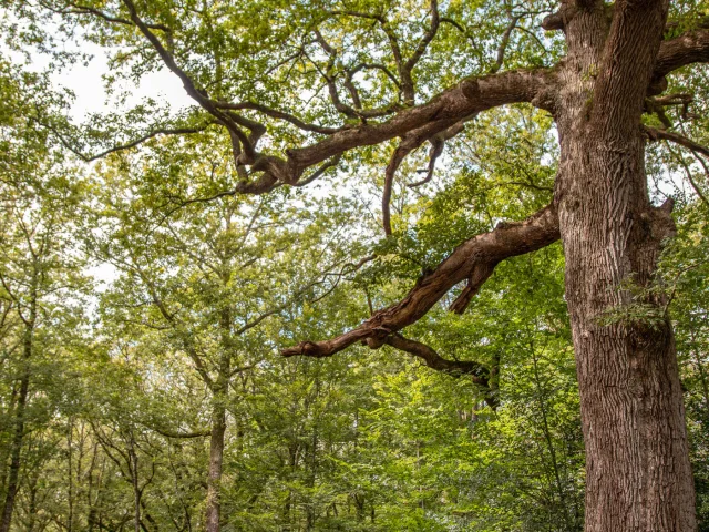 Chene Des Hindres Noella Pennanech Destination Broceliande