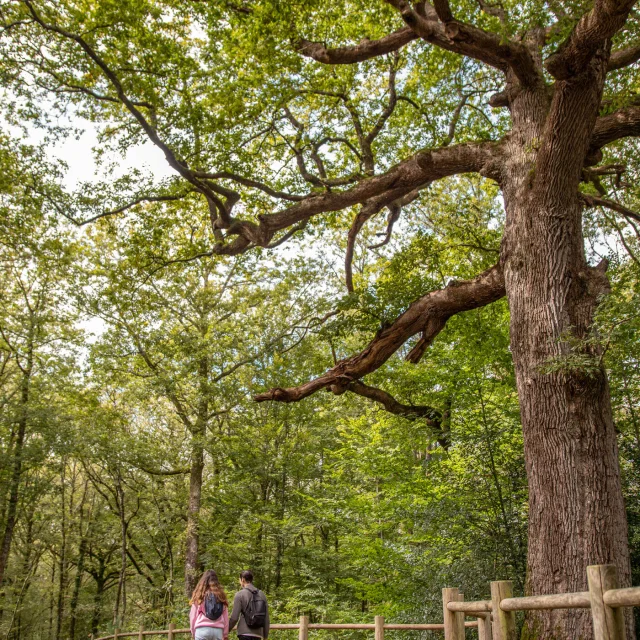 Chene Des Hindres Noella Pennanech Destination Broceliande