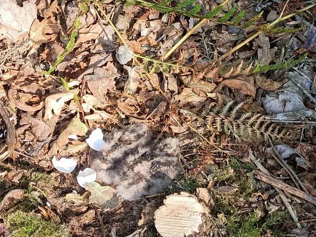 Engoulevent Nichee Juill2024