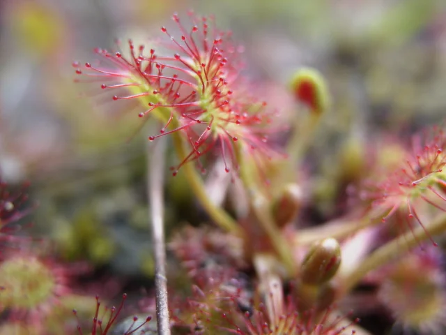 Drosera Fb 17