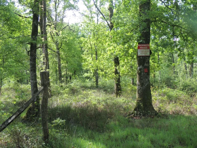 Futaie Paimpont Cpiefb