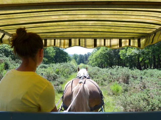 Afbeelding 02 Caleches Barenton