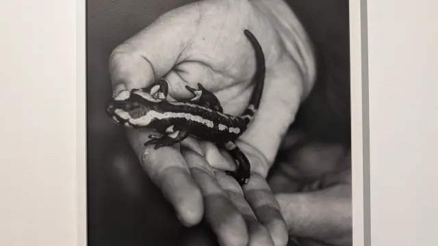 Expo Lise Gaudaire Janvier 2026 Credit Marie Hossin Montfort Commun 9