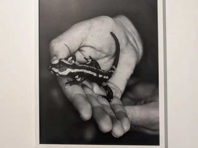 Expo Lise Gaudaire Janvier 2026 Credit Marie Hossin Montfort Commun 9