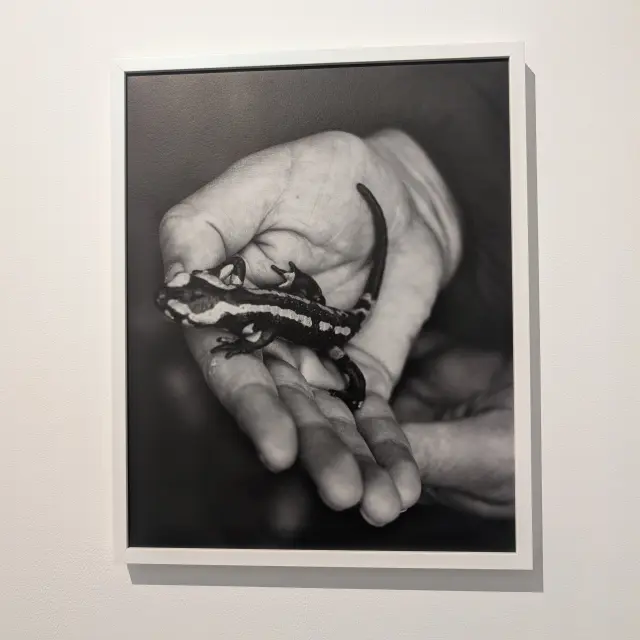 Expo Lise Gaudaire Janvier 2026 Credit Marie Hossin Montfort Commun 9