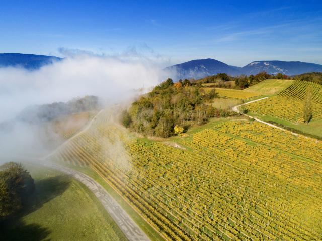 Vignoble du Bugey